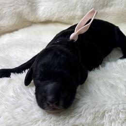 Patty - Black female Goldendoodle puppy in Cleveland, Georgia from The O.G. Doodles