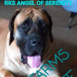 Angel - Mastiff