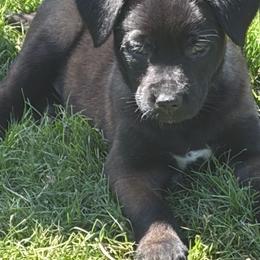 Azula - Brindle female xDutch Shepherd puppy in Chelsea, Alabama from Alliance K9