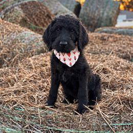 Lasso - Black male Labradoodle puppy in Elizabeth City, North Carolina from Howdy Doodles