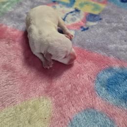 Eve - White female Miniature Schnauzer puppy in Elgin, Iowa from Firefly Stables