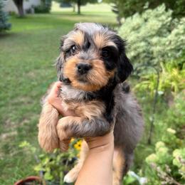 Primrose (Miley) - Merle female Cavapoo puppy in Battle Lake, Minnesota from Panda Puppies