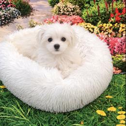 Petals - White female Maltese puppy in North Myrtle Beach, South Carolina from Perfect Puppies