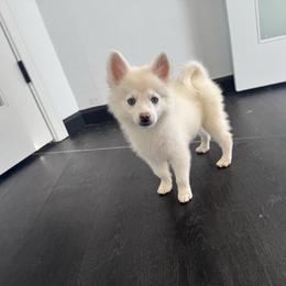 Sugar - White female Pomsky puppy in La Verne, California from Red Cedar Pomskies