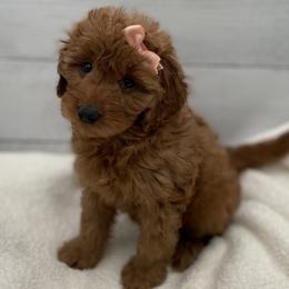 Lola - Red  female Goldendoodle puppy in Kansas City, Kansas from Bella & Ivy’s Mini Goldendoodles of KC