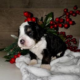 Selena - Black and white female Bernedoodle puppy in Gilbert, Arizona from The Berne Barn... it’s a Doodle thing!