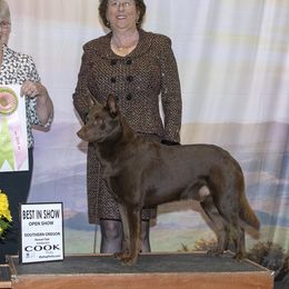 Boomer - Australian Kelpie