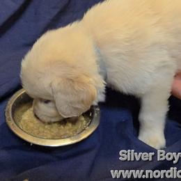 Silver Boy - Light golden male Golden Retriever puppy in Peoria, Arizona from Nordic Woof's Golden Retrievers