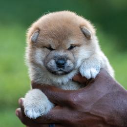 Megumi - Red male Shiba Inu puppy in Hephzibah, Georgia from Evenfalls Shiba Inu