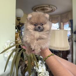 Churro - Orange male Pomeranian puppy in Naples, Florida from Puppies Forever 💙❤️🐶