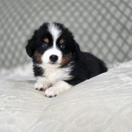 Macadamia - Black tri female Miniature Australian Shepherd puppy in Killen, Alabama from Wilkers Wholehearted Mini Aussies