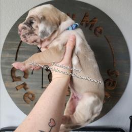 Blue Collar - Harlequin male Great Dane puppy in Alton, Illinois from Show Me Great Danes and Basset Hounds