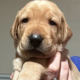 Clover - Yellow male Labrador Retriever puppy in Dillwyn, Virginia from Darbytown Labradors