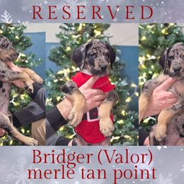 Valor - Merle male Great Dane puppy in Roseau, Minnesota from UNDAD'S KENNELS