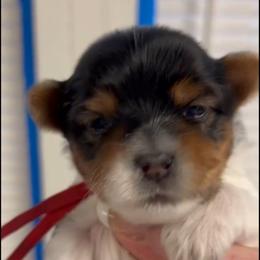 White, now Red Collar - Parti male Yorkshire Terrier puppy in Augusta, Georgia from Melissa's Paw Impressions