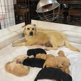 Black boy - Black male Labrador Retriever puppy in Maynardville, Tennessee from Three Bears Labradors