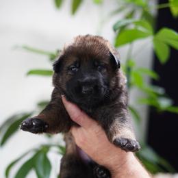 Stryker - Sable male German Shepherd puppy in Coarsegold, California from Yosemite Shepherds
