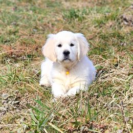 Golden Retriever Puppies from Valley Creek Farm