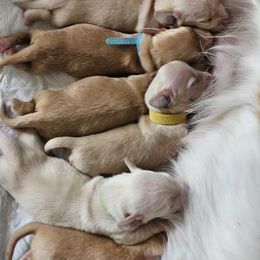 Dachshund puppies from Loyal Lil Dachshunds