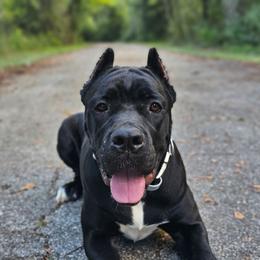 Temys - Black female Cane Corso puppy in Houston, Texas from Zenith Cane Corso
