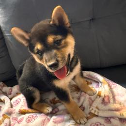 Fawn - Black and tan female Shiba Inu puppy in Las Vegas, Nevada from GBs Shiba Inu's