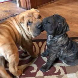 Chinese Shar-Pei from Durenda Springer- Barber