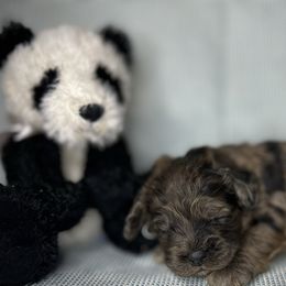 Lucky - Merle male Cockapoo puppy in Placerville, California from Rpuppies