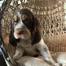 Avery - Tri-Roan female English Springer Spaniel puppy in Palmdale, California from Legacy
