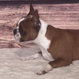 Girl 1 - Red female Boston Terrier puppy in North Carolina from H & H Boston Terriers