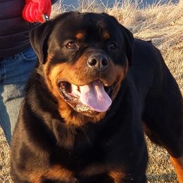 Kley - Rottweiler
