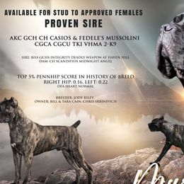 Cane Corso from Allure Cane Corso