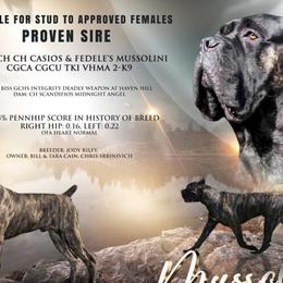Cane Corso from Allure Cane Corso