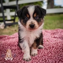 Cornbread - Black tri-color male Australian Shepherd puppy in Buena Vista, Colorado from Wigglebutts Unlimited