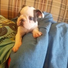 Boston Terrier Puppies from Willis Family Boston's