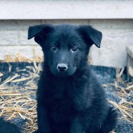 German Shepherd Puppies from Sonnenhügel Shepherds