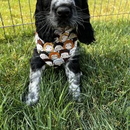Red- Ross-black white ROAN - Black and white male English Springer Spaniel puppy in Pacific, Washington from Kaveman Springers