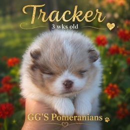 Tracker - Chocolate merle male Pomeranian puppy in Oologah, Oklahoma from GG's Pomeranians