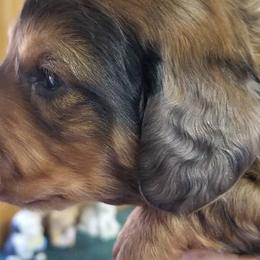 Boy 2 - Dapple male Dachshund puppy in La Monte, Missouri from Wulff's East LA Puppies