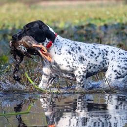 German Shorthaired Pointer Puppies from Keystone Gun Dogs/vom Schlussstein Shorthairs