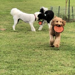 Goldendoodle All Grown Up from Doodles by Piper