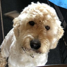 Tiffany - Goldendoodle