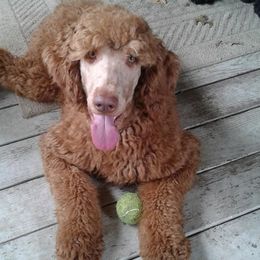 Poodles from Purely Haus Standards