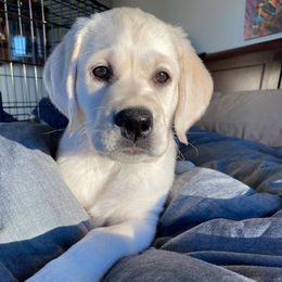 Labrador Retriever Puppies from Fidelity Farm Labradors