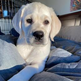 Labrador Retriever Puppies from Fidelity Farm Labradors