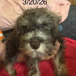Richie (black collar) - Liver male Miniature Schnauzer puppy in Chicago, Illinois from Cuddly Cutts Pets
