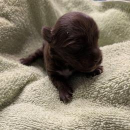 Darling - Liver female Yorkshire Terrier puppy in Gatesville, Texas from KontryKritterz Yorkies