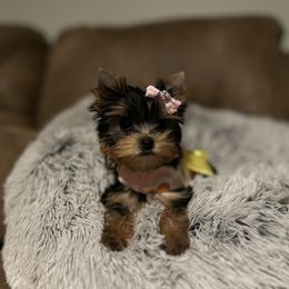 Yorkshire Terrier Puppies from Majestic Mountain Yorkies