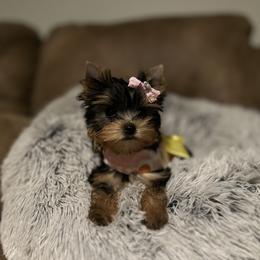 Yorkshire Terrier Puppies from Majestic Mountain Yorkies