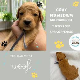 Winnie: Gray Collar - Apricot female Goldendoodle puppy in Raceland, Louisiana from Cajun Doodles