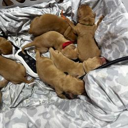 Male 3 - Yellow male Labrador Retriever puppy in Troy, South Carolina from Wicked Flyer Retrievers